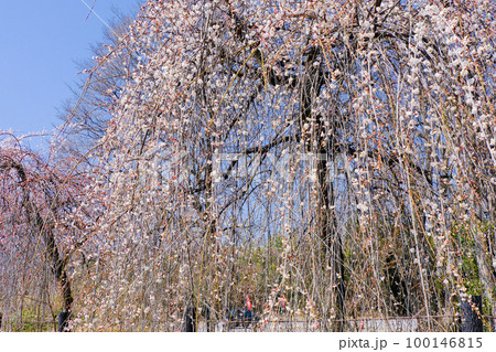 白い枝垂れ梅 100146815