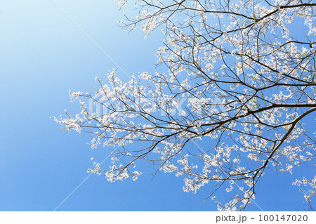 薄墨桜 100147020