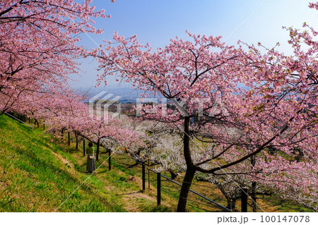 河津桜と白梅林と眺望 100147078
