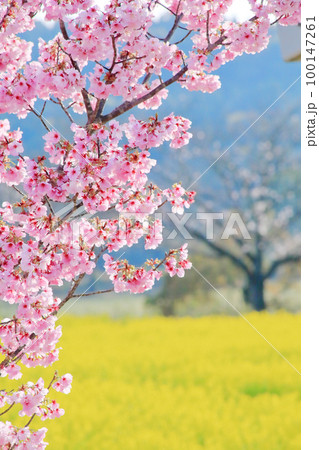 満開の河津桜と菜の花畑 100147261
