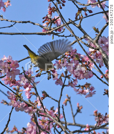 【千葉県 佐倉市】佐倉城址公園の野鳥、河津桜とメジロ 【千葉県 佐倉市】佐倉城址公園の野鳥、河津桜とメジロ 100147278