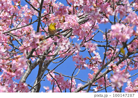 【千葉県 佐倉市】佐倉城址公園の野鳥、河津桜とメジロ 【千葉県 佐倉市】佐倉城址公園の野鳥、河津桜とメジロ 100147287