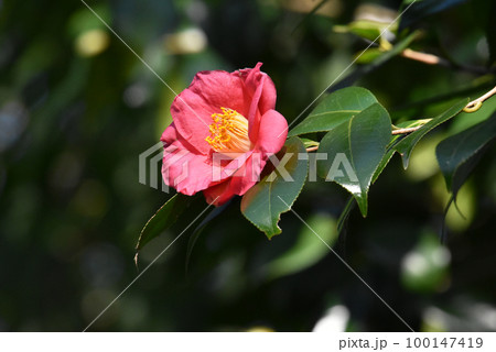 佐倉城址公園のヤブツバキの花 佐倉城址公園のヤブツバキの花 100147419