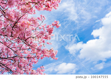 河津桜 空背景 河津桜 空背景 100147555