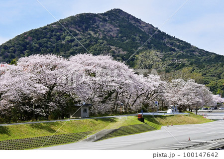 五十鈴川の桜並木　桜堤と伊勢神宮内宮　春の伊勢神宮　五十鈴川堤の桜 100147642