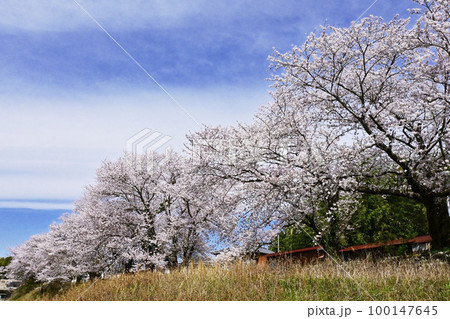 五十鈴川の桜並木　桜堤と伊勢神宮内宮　春の伊勢神宮　五十鈴川堤の桜 100147645