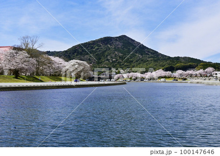 五十鈴川の桜並木 桜堤と伊勢神宮内宮 春の伊勢神宮 五十鈴川堤の桜 五十鈴川の桜並木 桜堤と伊勢神宮内宮 春の伊勢神宮 五十鈴川堤の桜 100147646