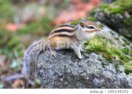 秋 冬眠前のエゾシマリス シマリス 秋 冬眠前のエゾシマリス シマリス 100148101