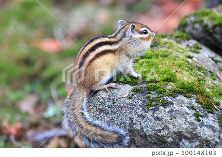 秋　冬眠前のエゾシマリス　シマリス 100148103
