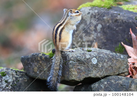 秋 冬眠前のエゾシマリス シマリス 秋 冬眠前のエゾシマリス シマリス 100148104