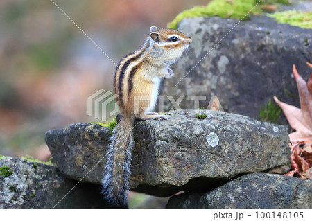 秋　冬眠前のエゾシマリス　シマリス 100148105