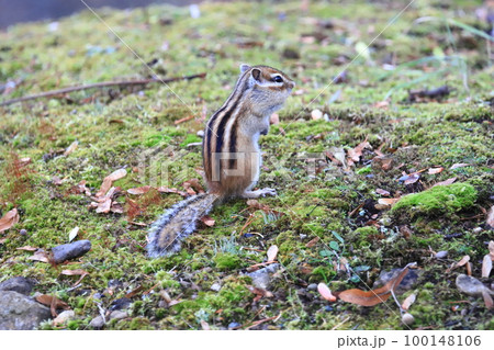 秋　冬眠前のエゾシマリス　シマリス 100148106