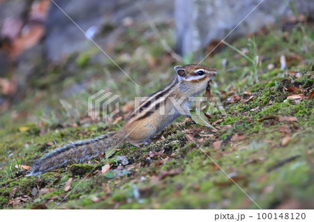 秋　冬眠前のエゾシマリス　シマリス 100148120