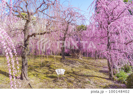 城南宮　春の山エリアの満開の梅の花（京都市伏見区） 100148402