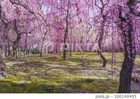 城南宮　春の山エリアの満開の梅の花（京都市伏見区） 100148405