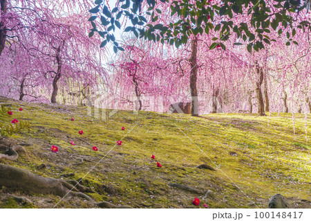 城南宮　しだれ梅と落ち椿（京都市伏見区） 100148417