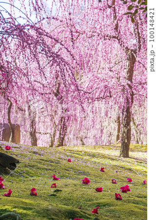 城南宮　しだれ梅と落ち椿（京都市伏見区） 100148421