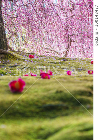 城南宮　しだれ梅と落ち椿（京都市伏見区） 100148427