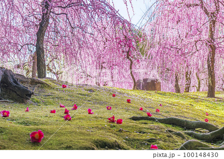 城南宮　しだれ梅と落ち椿（京都市伏見区） 100148430