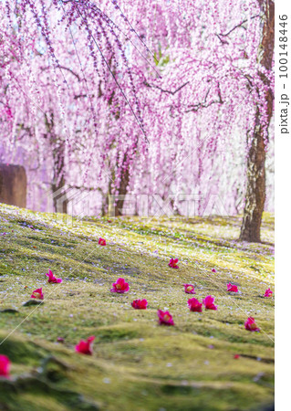 城南宮　しだれ梅と落ち椿（京都市伏見区） 100148446