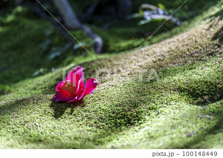 城南宮　神苑「春の山」　苔と落ち椿（京都市伏見区） 100148449