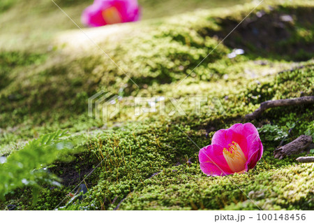 城南宮 神苑「春の山」 苔と落ち椿(京都市伏見区) 城南宮 神苑「春の山」 苔と落ち椿(京都市伏見区) 100148456