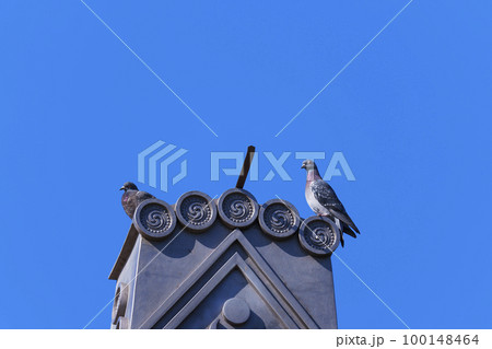城南宮　本殿の屋根　鳥衾（とりふすま）に鳩が休んでいる 100148464