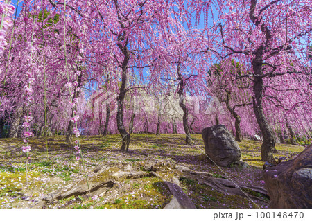 城南宮　春の山エリアの満開の梅の花（京都市伏見区） 100148470