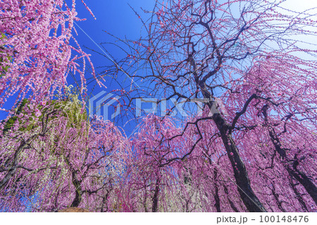 城南宮　春の山エリアの満開の梅の花（京都市伏見区） 100148476