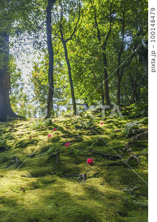 城南宮 神苑「春の山」 苔と落ち椿(京都市伏見区) 城南宮 神苑「春の山」 苔と落ち椿(京都市伏見区) 100148479
