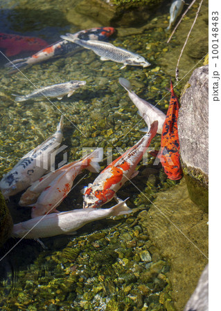 城南宮　室町の庭　優雅に泳ぐ錦鯉 100148483