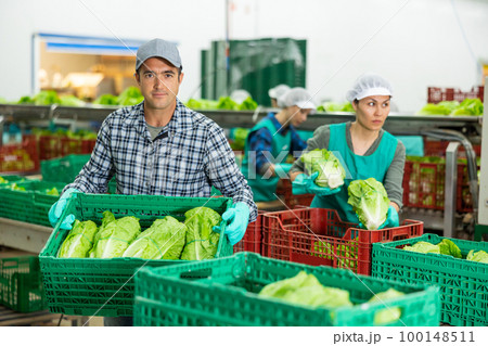 Worker of vegetable sorting factory arranging boxes with lettuce Worker of vegetable sorting factory arranging boxes with lettuce 100148511