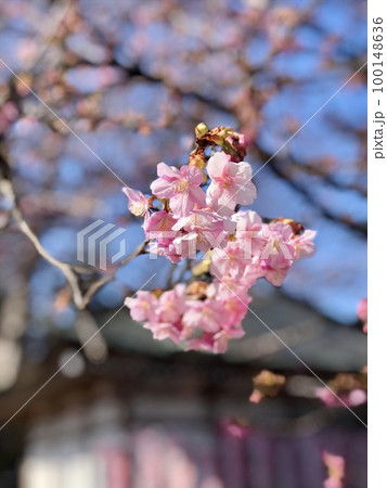 桜の開花 桜の開花 100148636