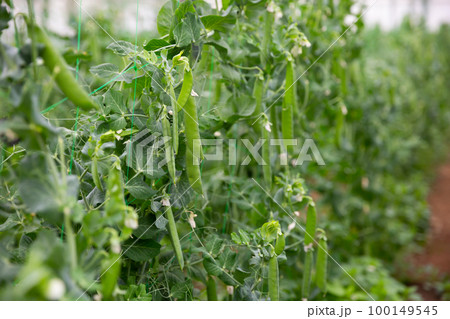 Image of seedlings of pea and soy growing in hothouse Image of seedlings of pea and soy growing in hothouse 100149545