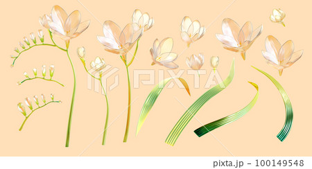 3D translucent freesia set 100149548