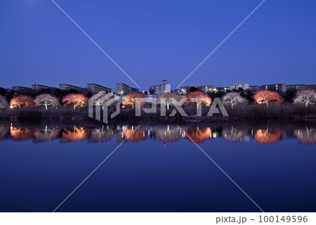 河津桜のライトアップ 100149596