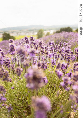 北海道のラベンダー畑の風景 100150228