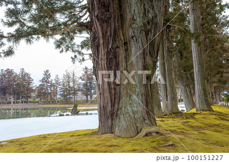 毛越寺浄土庭園 老杉と大泉が池を眺めながら 岩手県 毛越寺浄土庭園 老杉と大泉が池を眺めながら 岩手県 100151227