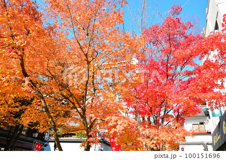 紅葉の長野市善光寺通り風景の写真素材 [100151696] - PIXTA