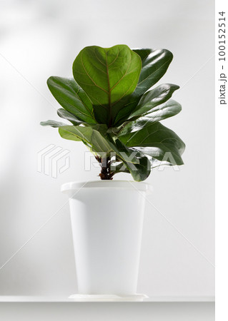 Fiddle fig. 100152514