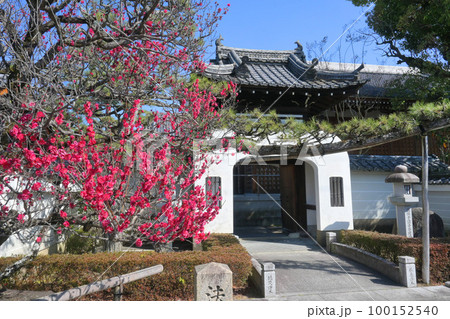 3月の京都市東山区法住寺 竜宮門前の紅梅 100152540