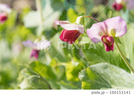 えんどう豆の花 100153141