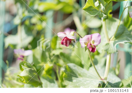 えんどう豆の花 100153143