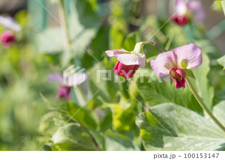 えんどう豆の花 えんどう豆の花 100153147