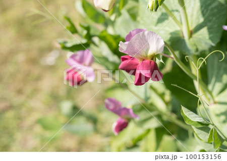 えんどう豆の花 えんどう豆の花 100153156
