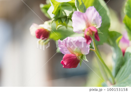 えんどう豆の花 えんどう豆の花 100153158