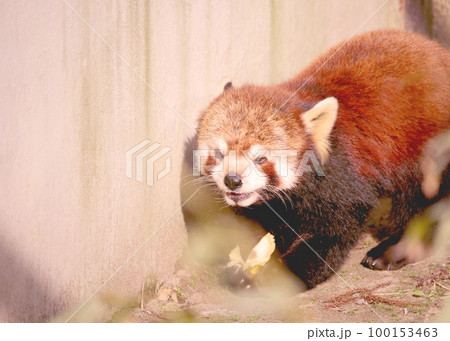 バナナを食べて喜ぶレッサーパンダ バナナを食べて喜ぶレッサーパンダ 100153463