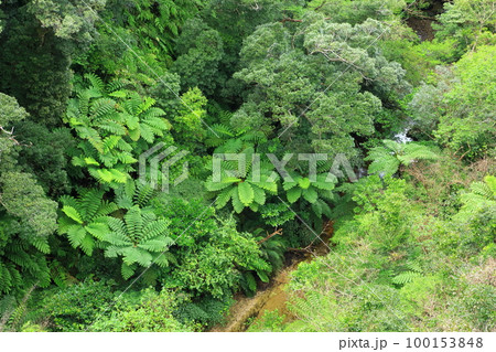 長尾橋から見たやんばるの森 100153848