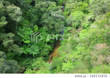 長尾橋から見たやんばるの森 100153850
