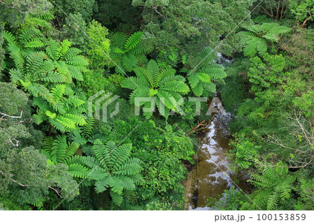 長尾橋から見たやんばるの森 100153859
